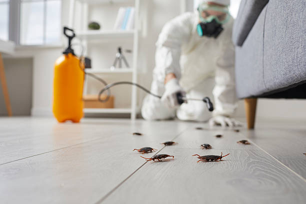Affordable Termite Control solutions in Emmitsburg, MD